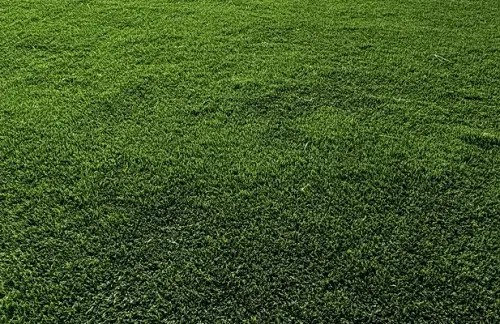 Pet-friendly artificial turf for dogs Toronto GTA