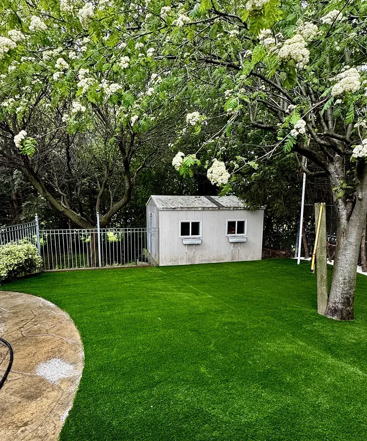 Pet-friendly artificial turf vs natural grass Ontario